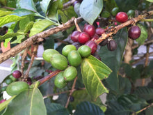 Load image into Gallery viewer, Green Coffee (Unroasted) 6 Bean Espresso Blend